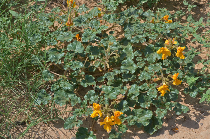 Proboscidea althaeifolia, Desert Unicorn-plant